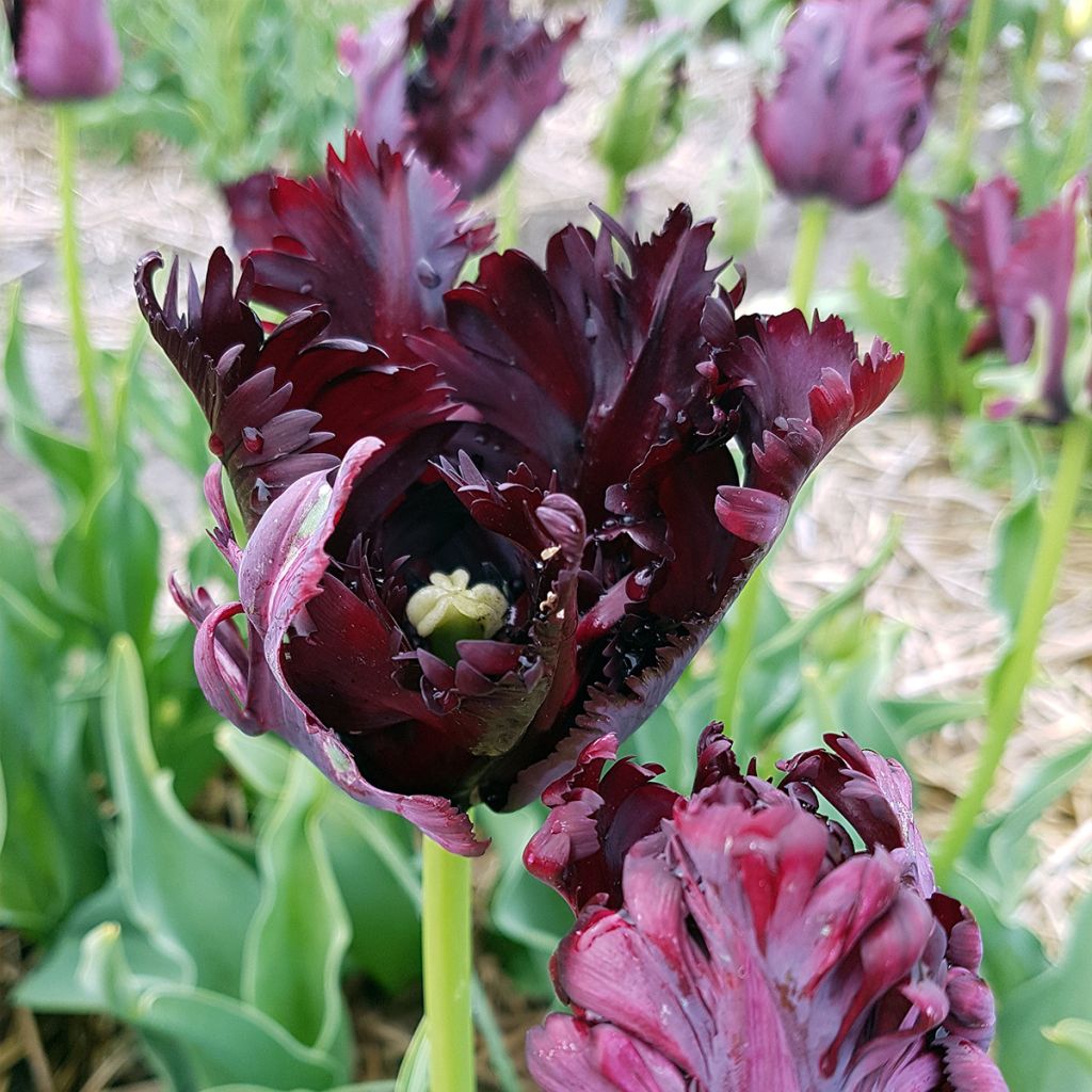 Tulipa Black Parrot - Parrot Tulip