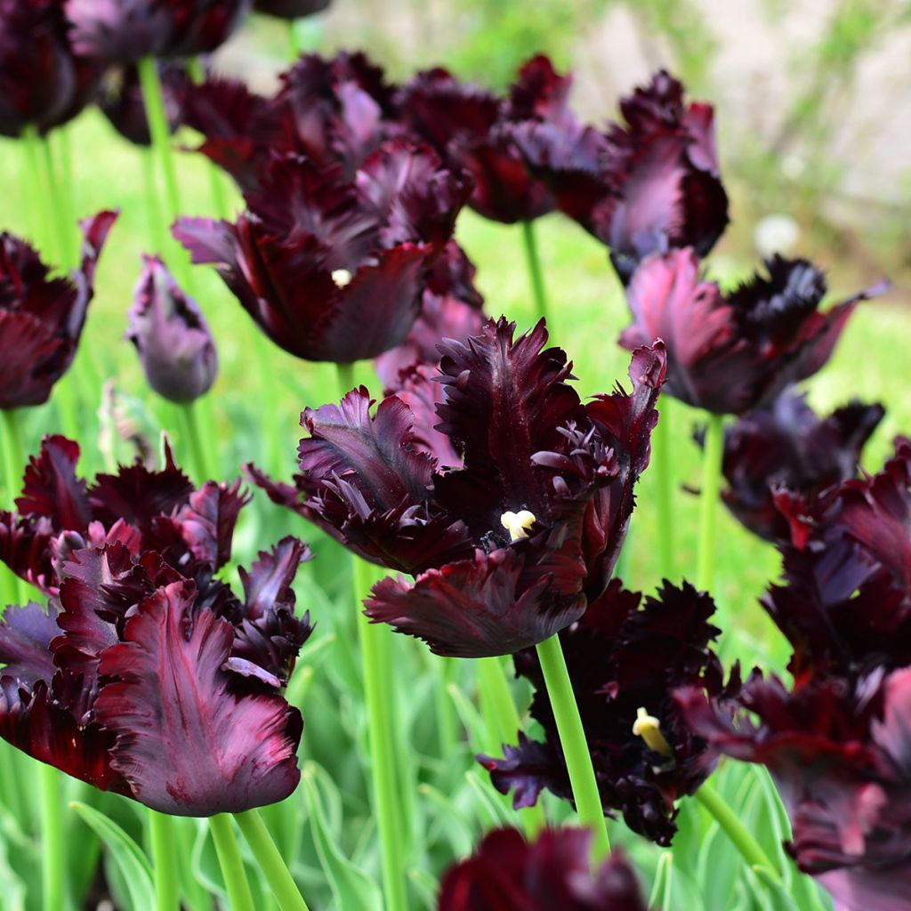 Tulipa Black Parrot - Parrot Tulip