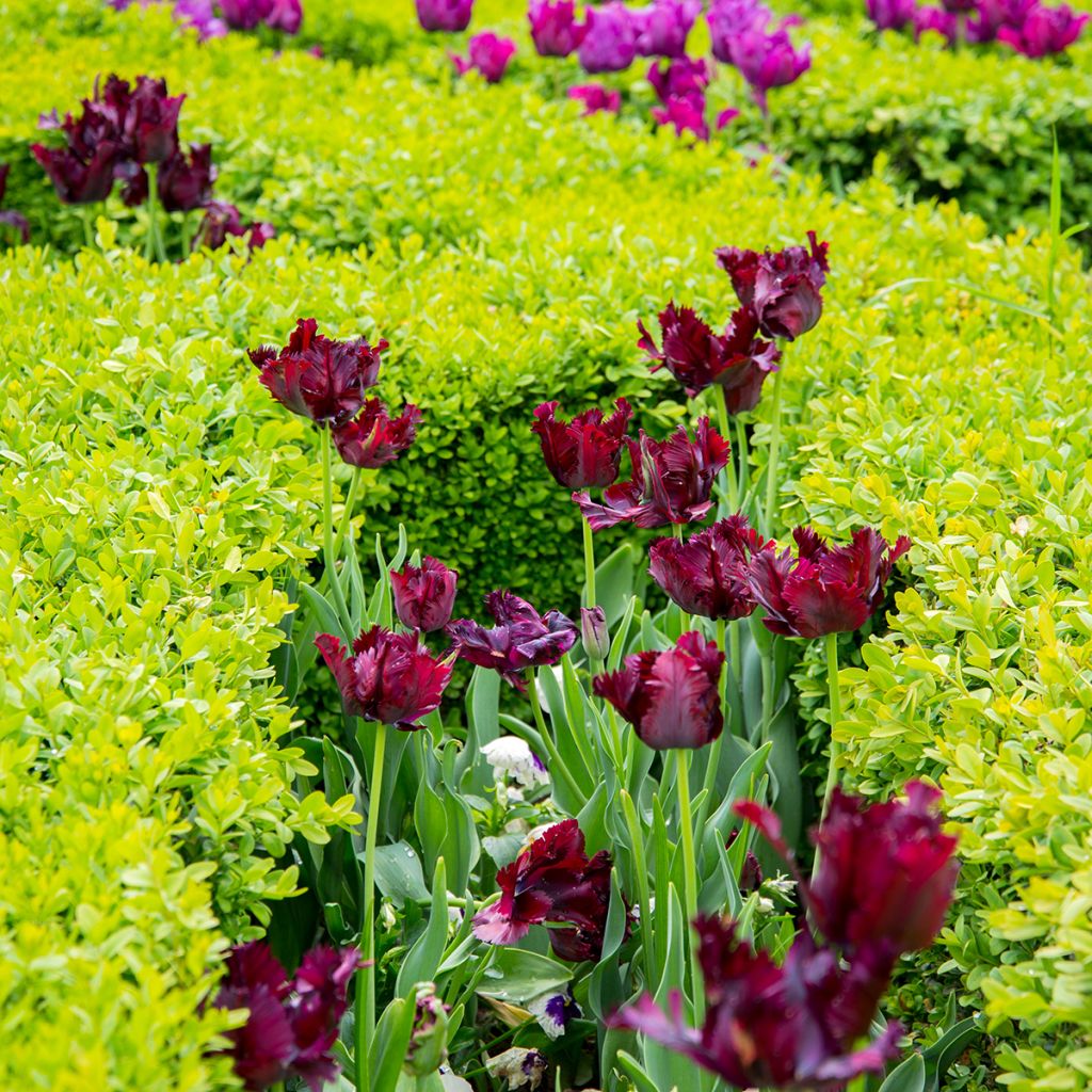 Tulipa Black Parrot - Parrot Tulip