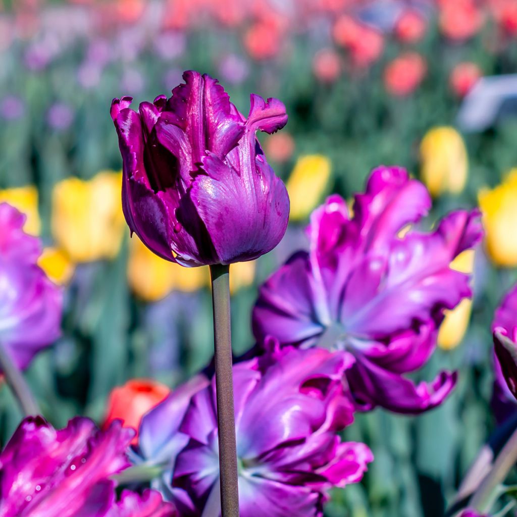 Tulipa Blue Parrot - Parrot Tulip