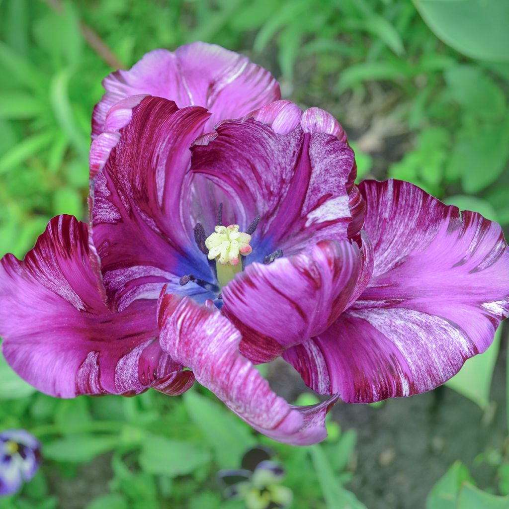 Tulipa Blue Parrot - Parrot Tulip