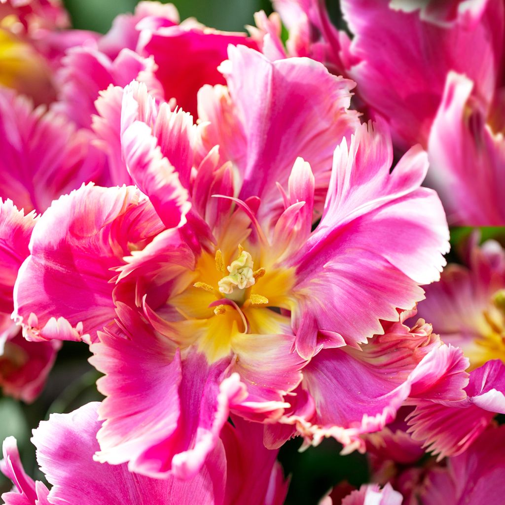 Tulipa Estella Rijnveld