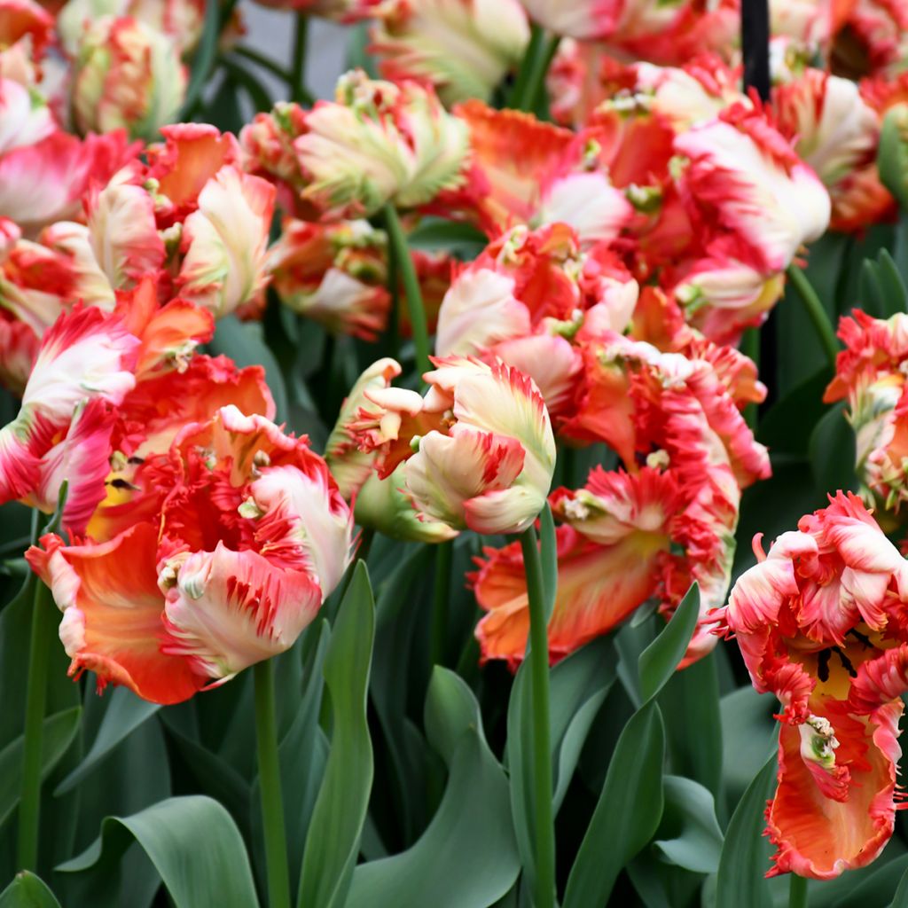 Tulipa Estella Rijnveld