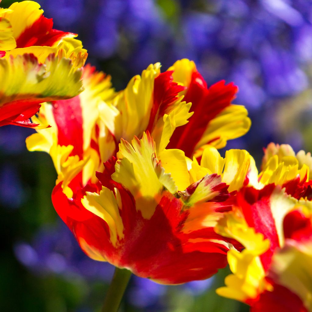 Tulipa Flaming Parrot - Parrot Tulip