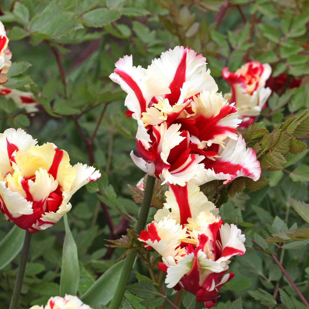 Tulipa Flaming Parrot - Parrot Tulip