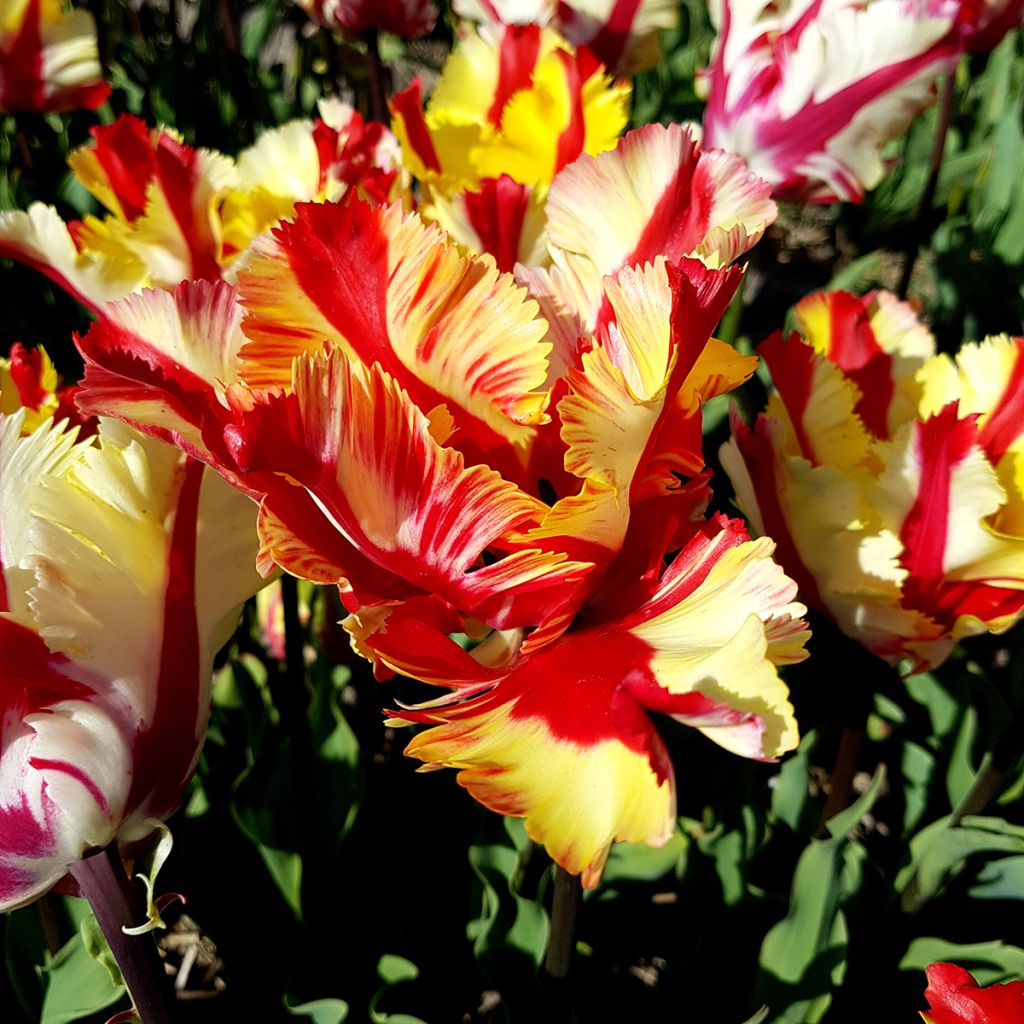 Tulipa Flaming Parrot - Parrot Tulip