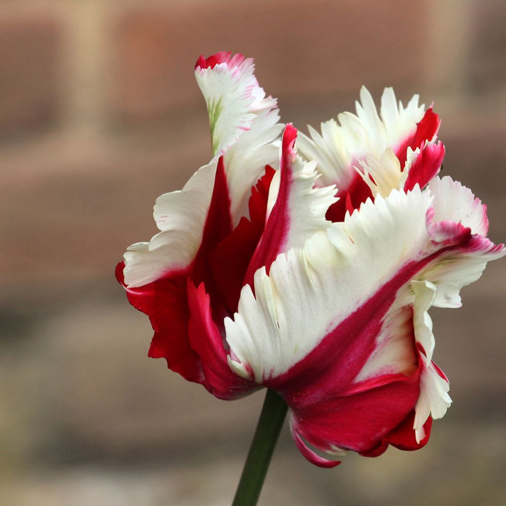 Tulipa Flaming Parrot - Parrot Tulip