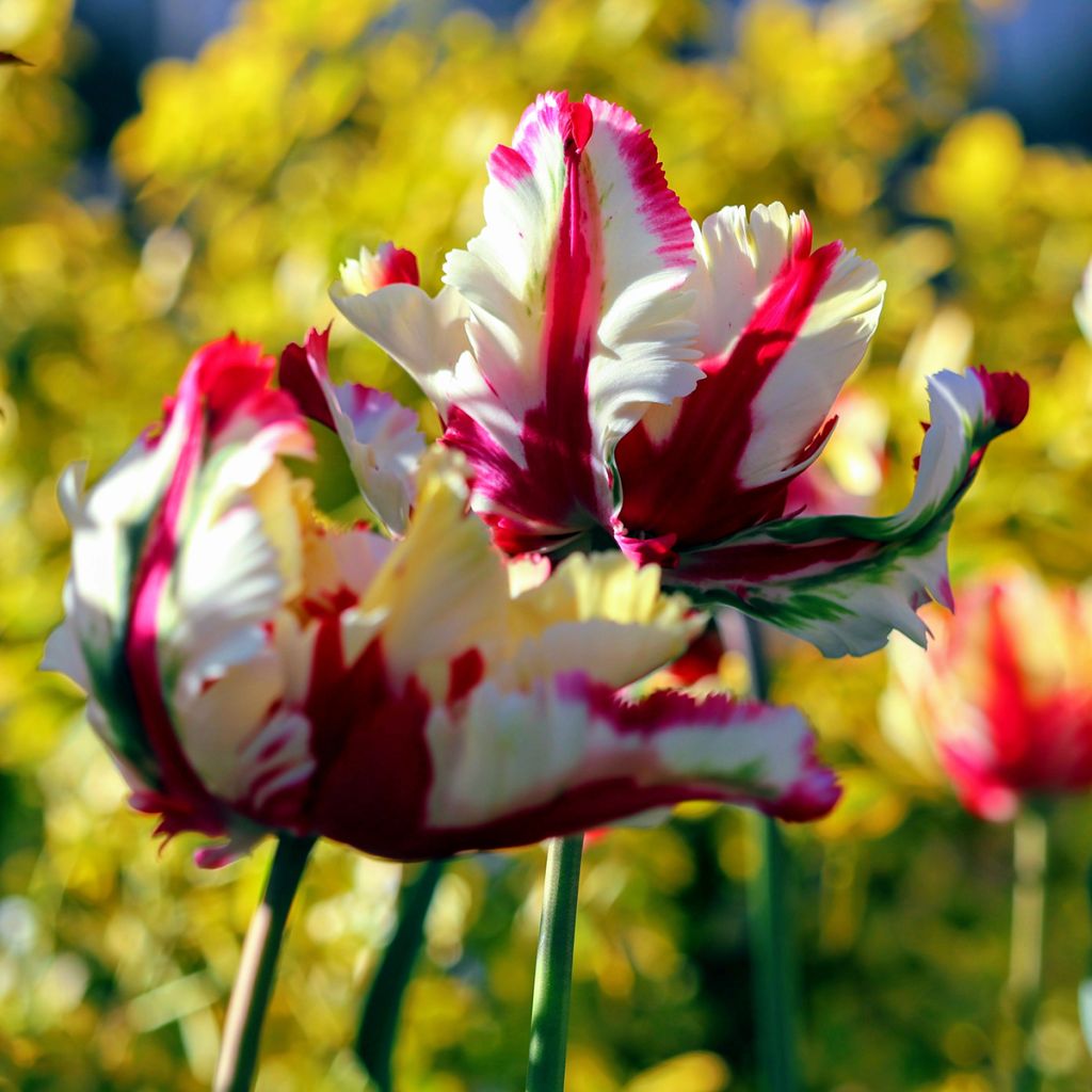 Tulipa Flaming Parrot - Parrot Tulip