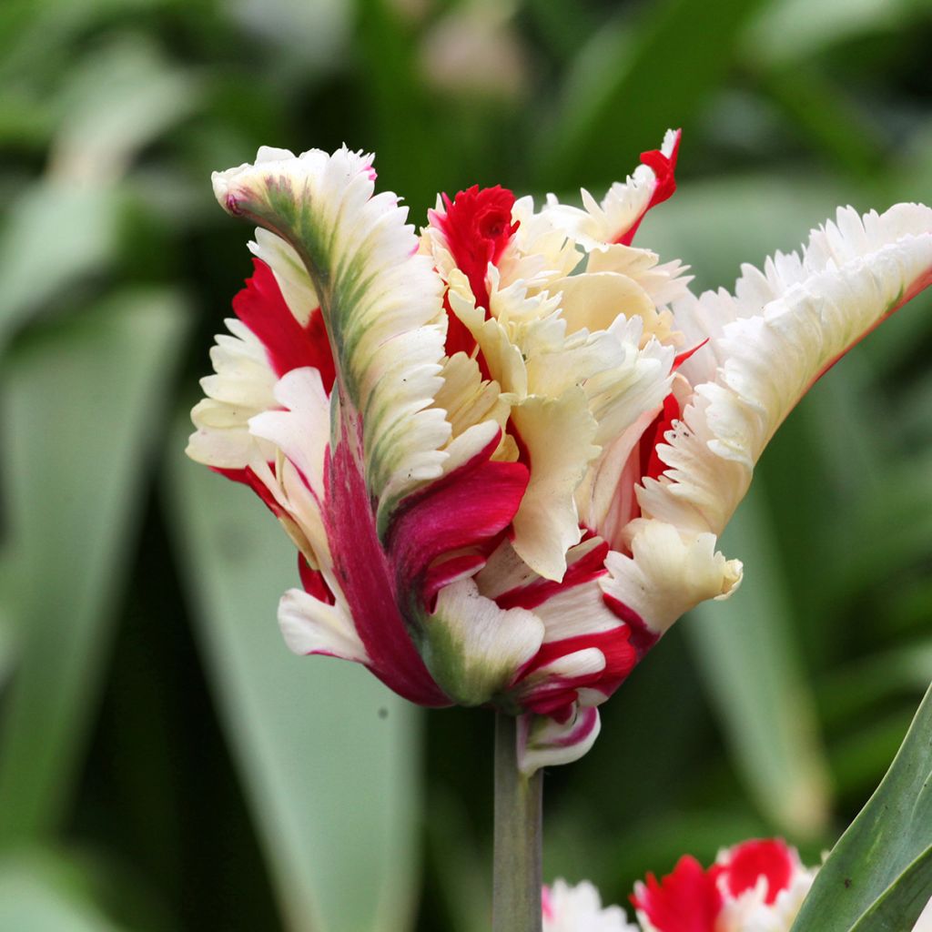 Tulipa Flaming Parrot - Parrot Tulip