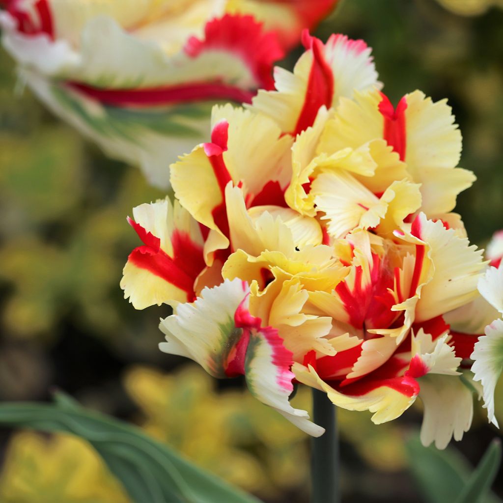 Tulipa Flaming Parrot - Parrot Tulip