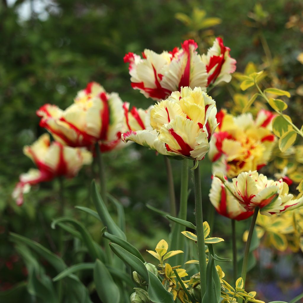 Tulipa Flaming Parrot - Parrot Tulip