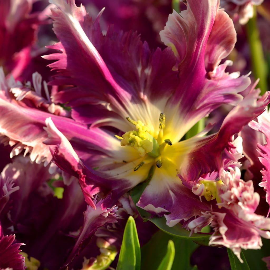 Tulipa Mysterious Parrot - Parrot Tulip