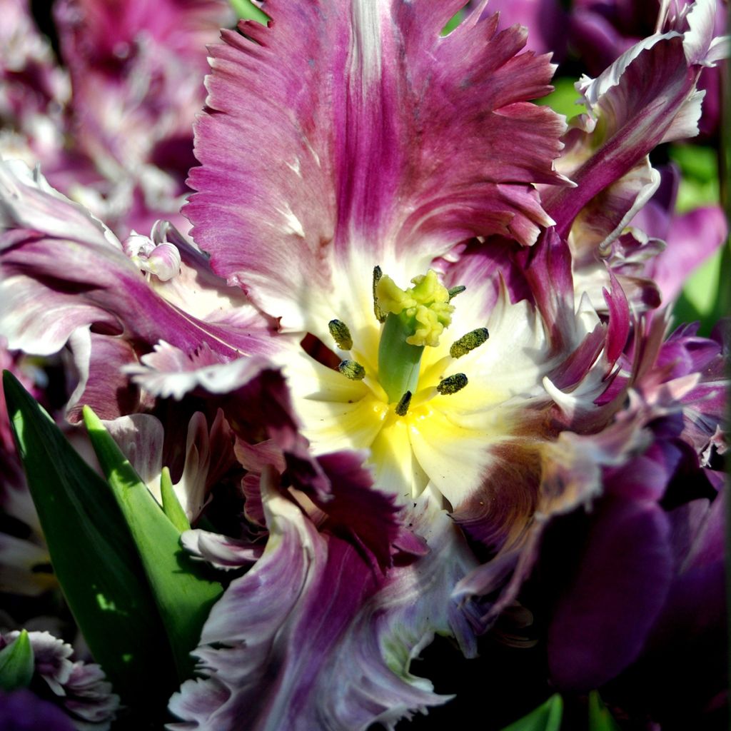 Tulipa Mysterious Parrot - Parrot Tulip