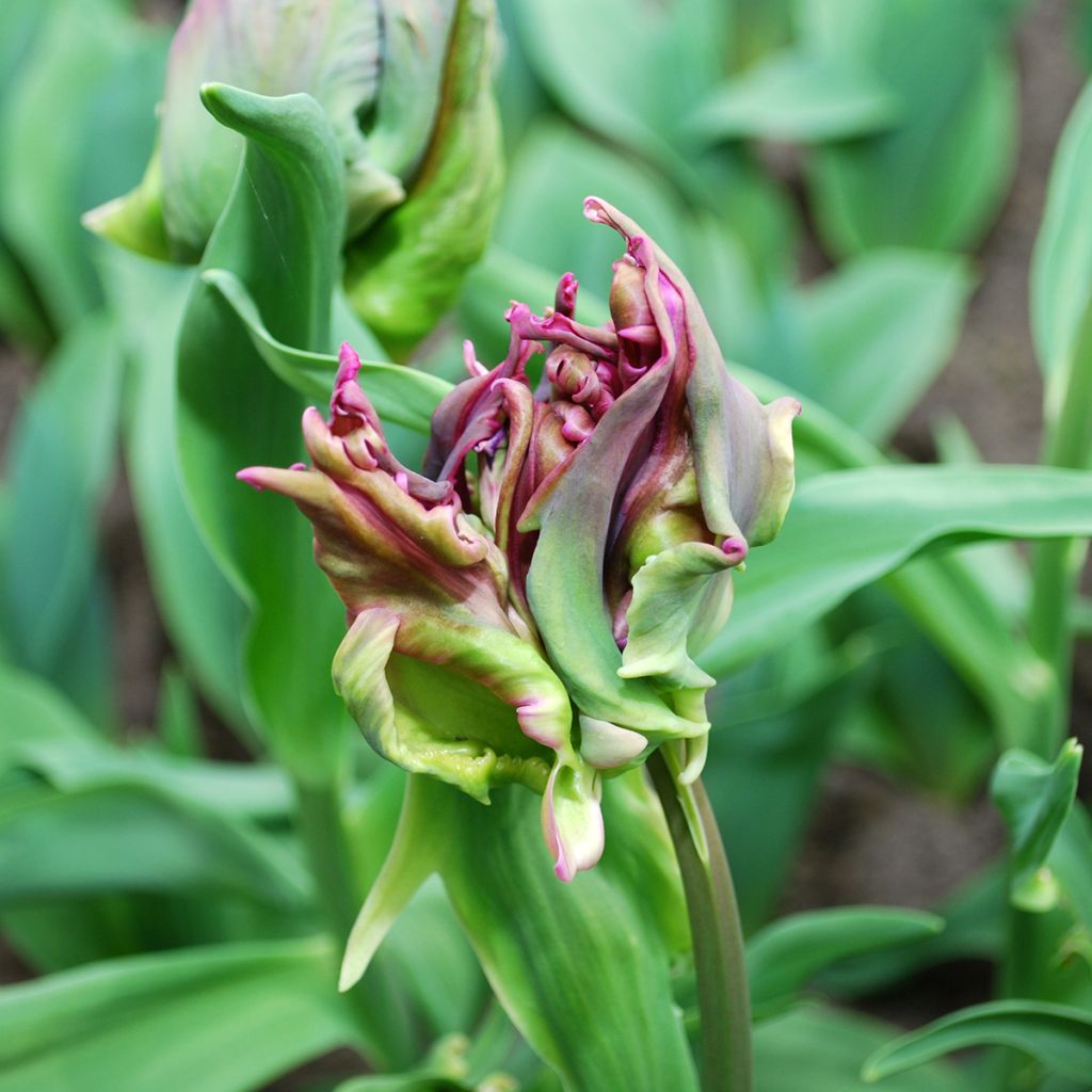 Tulipa Negrita Parrot