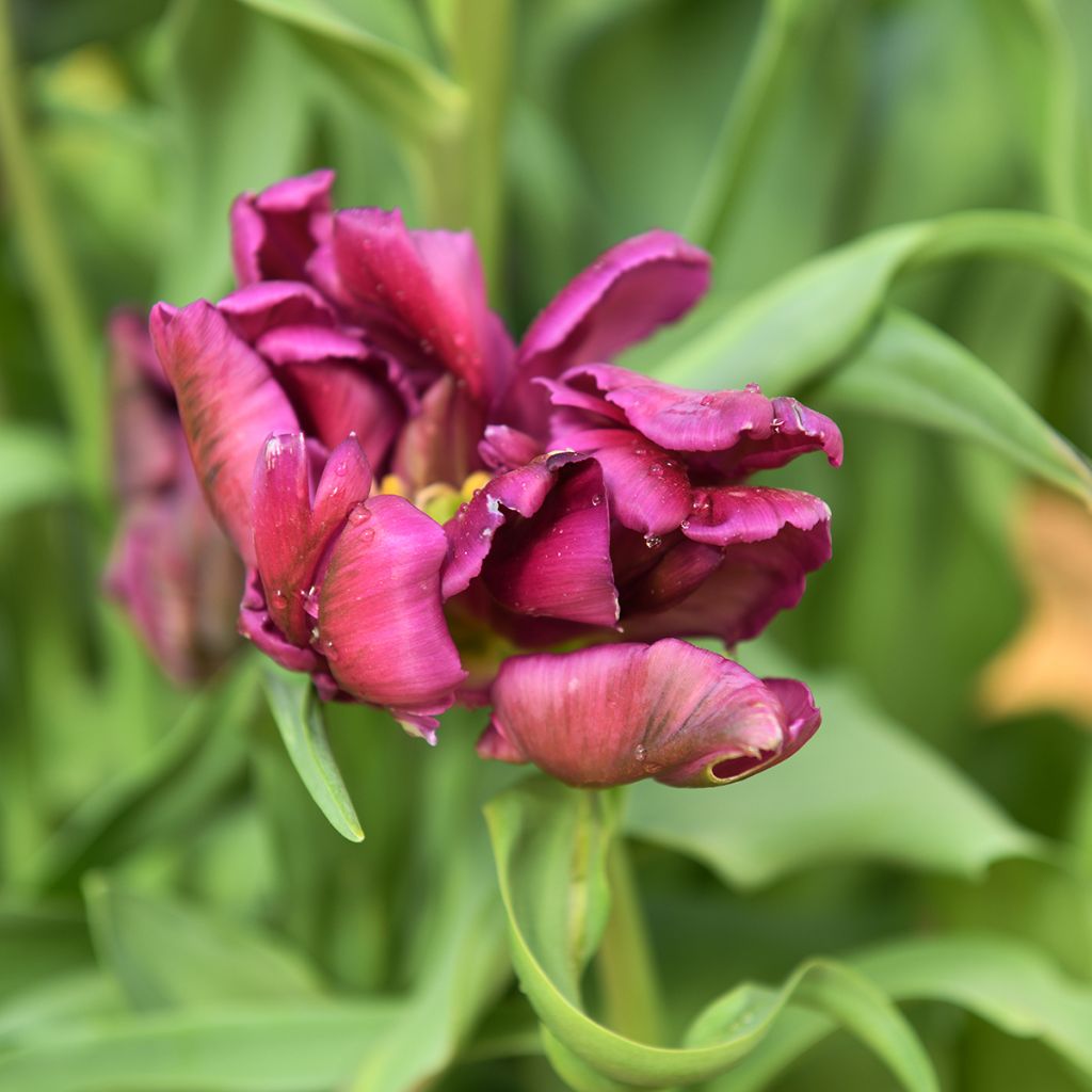 Tulipa Negrita Parrot