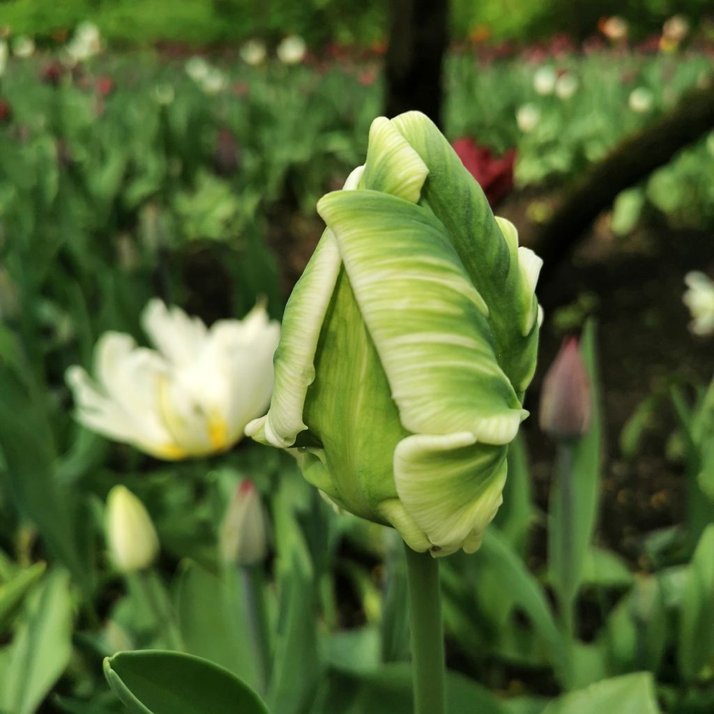 Tulipa Super Parrot - Parrot Tulip