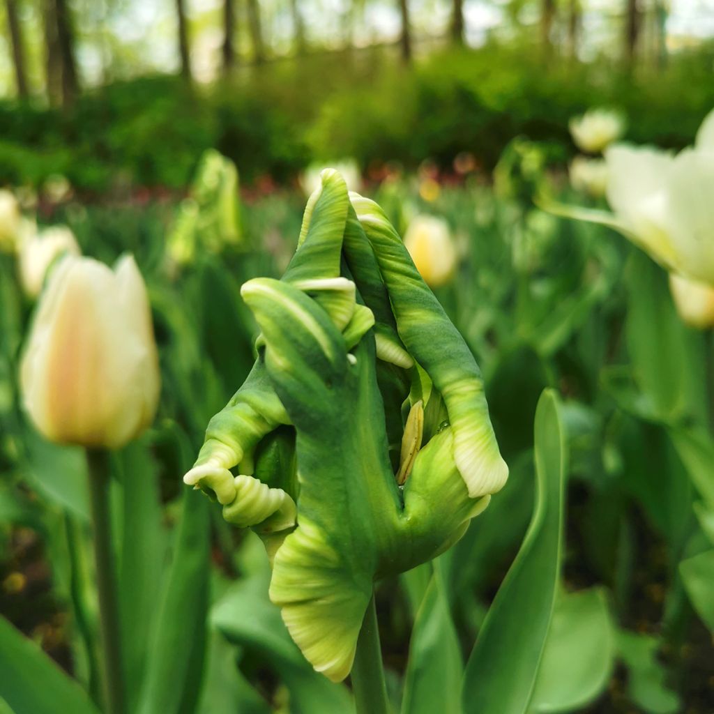 Tulipa Super Parrot - Parrot Tulip