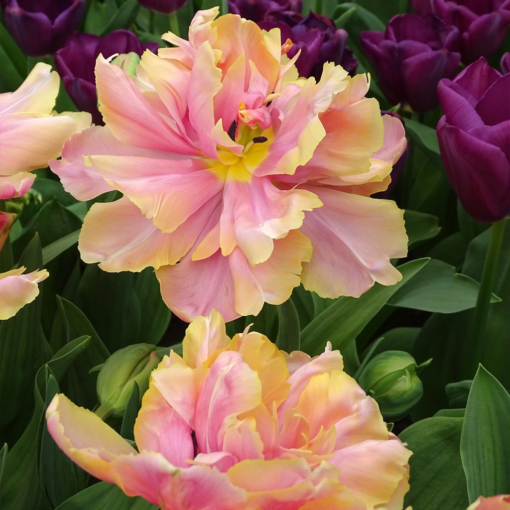 Tulipe double tardive Pink Star - Tulipe à fleur de pivoine.