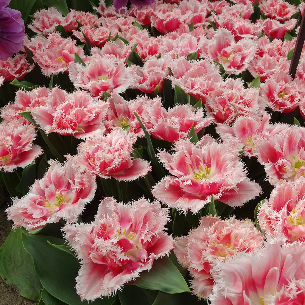 Tulipa crispa Queensland - Fringed Tulip