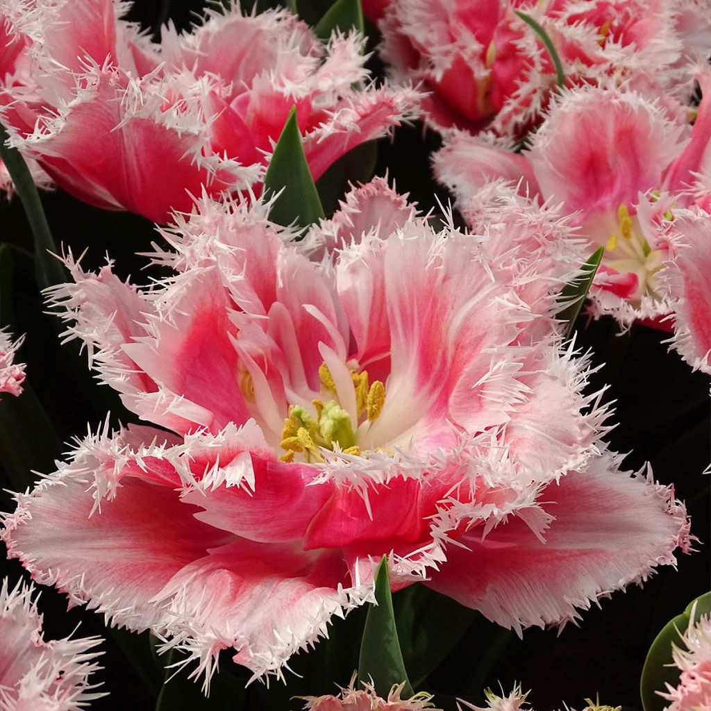 Tulipa crispa Queensland - Fringed Tulip