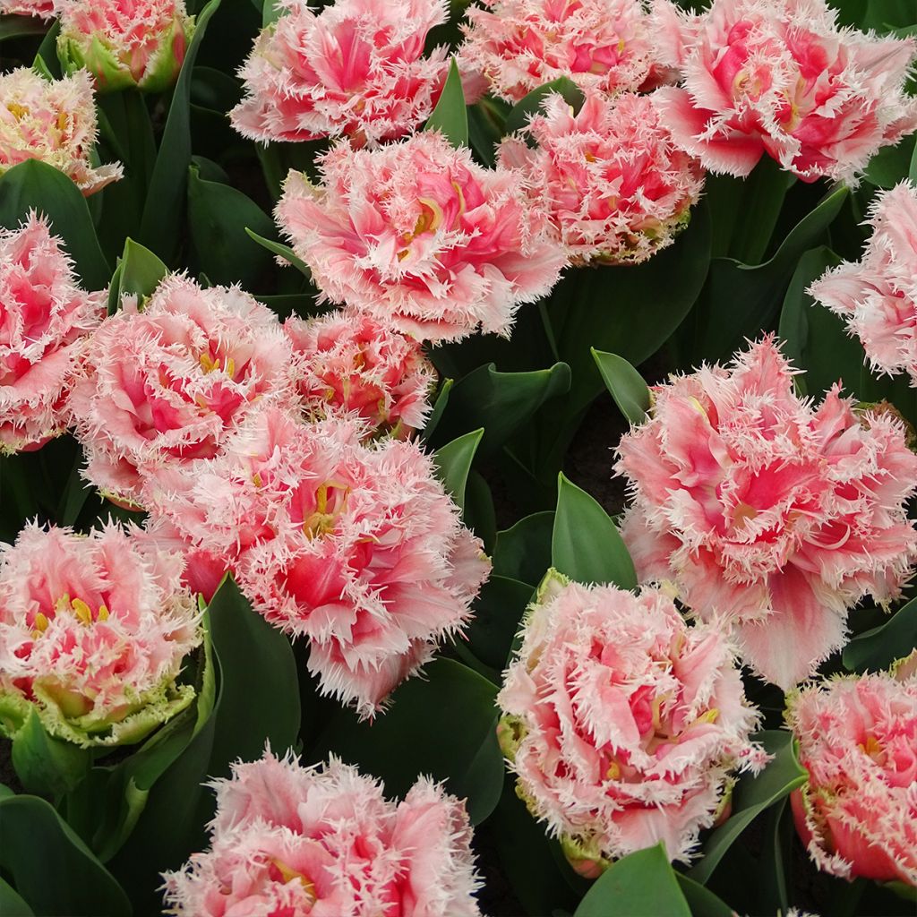 Tulipa crispa Queensland - Fringed Tulip