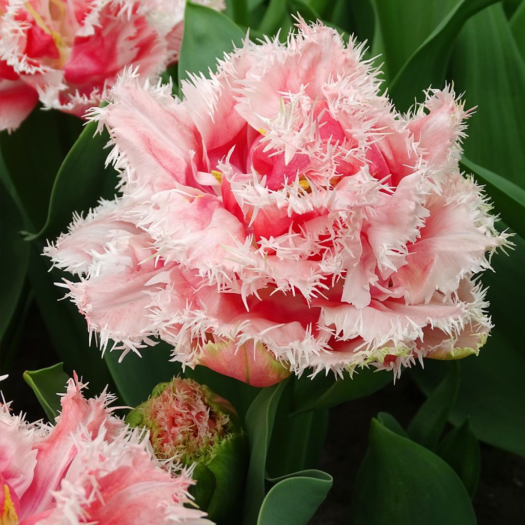 Tulipa crispa Queensland - Fringed Tulip