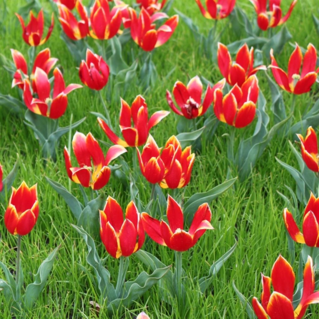 Tulipe Botanique schrenkii