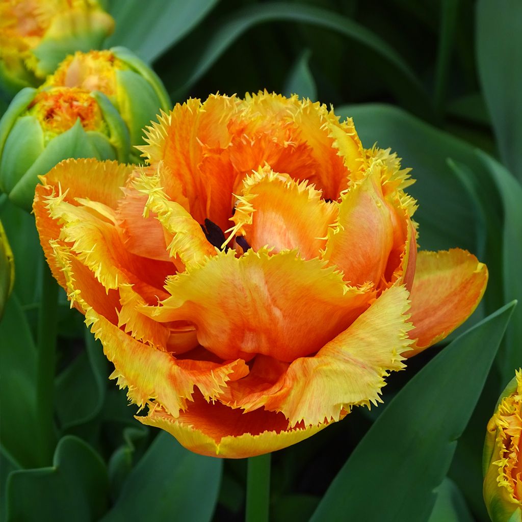 Tulipa crispa Sensual Touch - Fringed Tulip