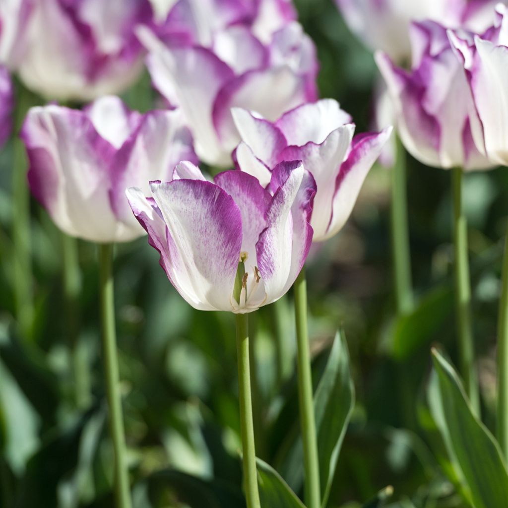 Tulipa Affaire