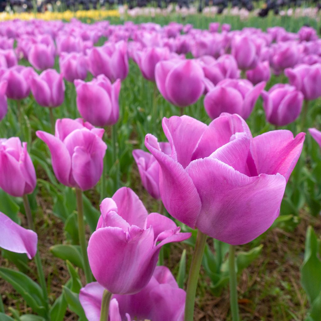 Tulipa Alibi - Triumph Tulip