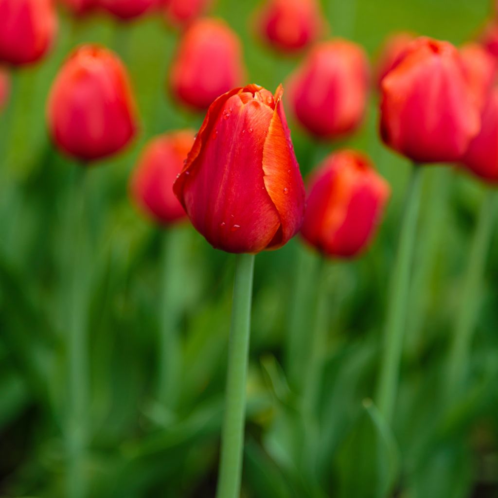 Tulipa 'Annie Schilder'