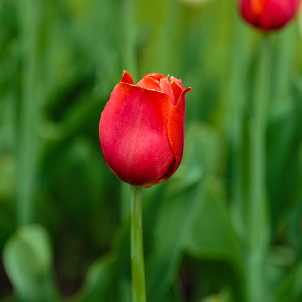 Tulipa 'Annie Schilder'