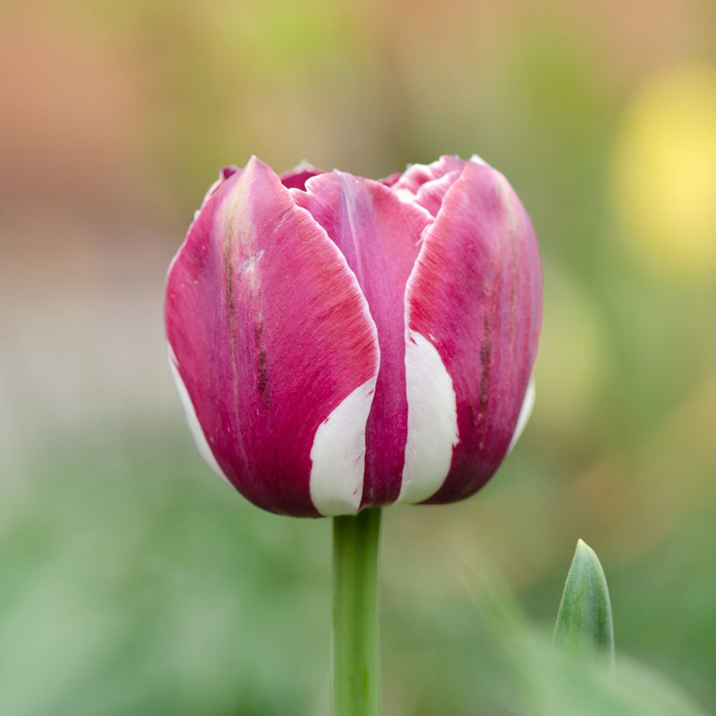 Tulipa Arabian Mystery - Triumph Tulip