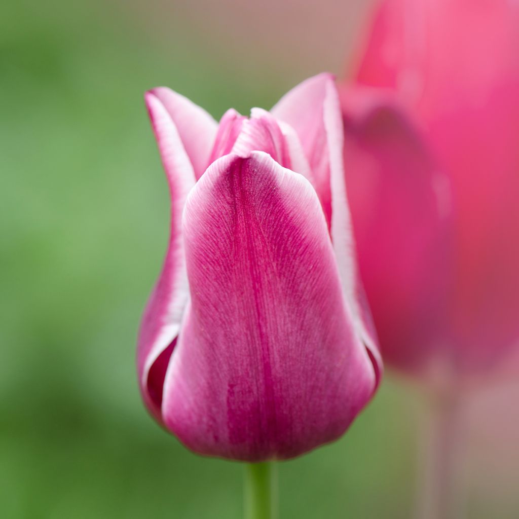 Tulipa Arabian Mystery - Triumph Tulip