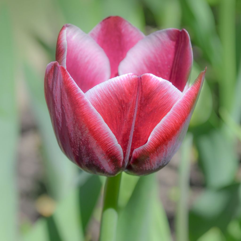 Tulipa Arabian Mystery - Triumph Tulip