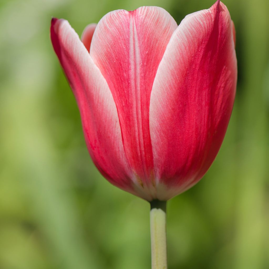 Tulipa Arabian Mystery - Triumph Tulip