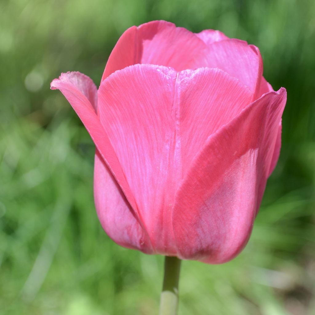 Tulipa Barcelona