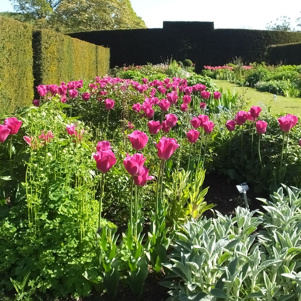 Tulipa Barcelona