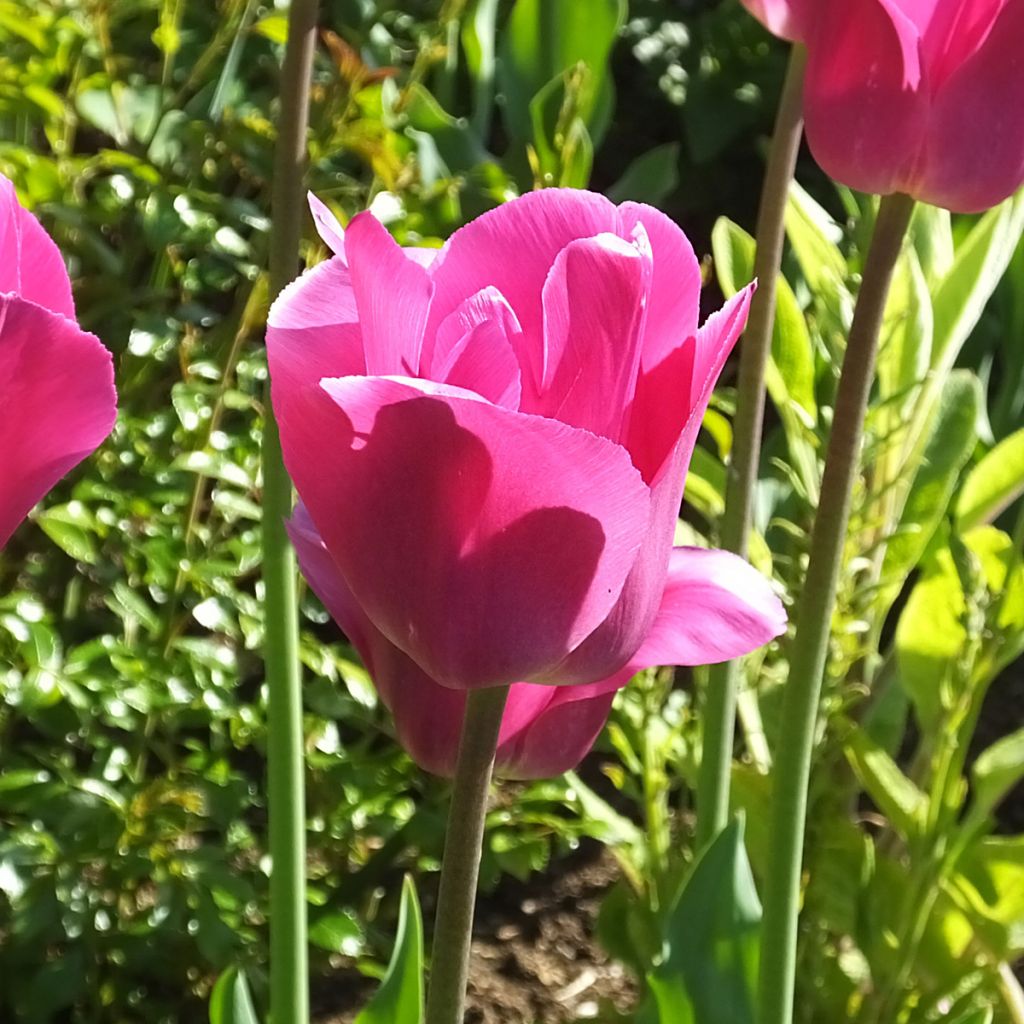 Tulipa Barcelona