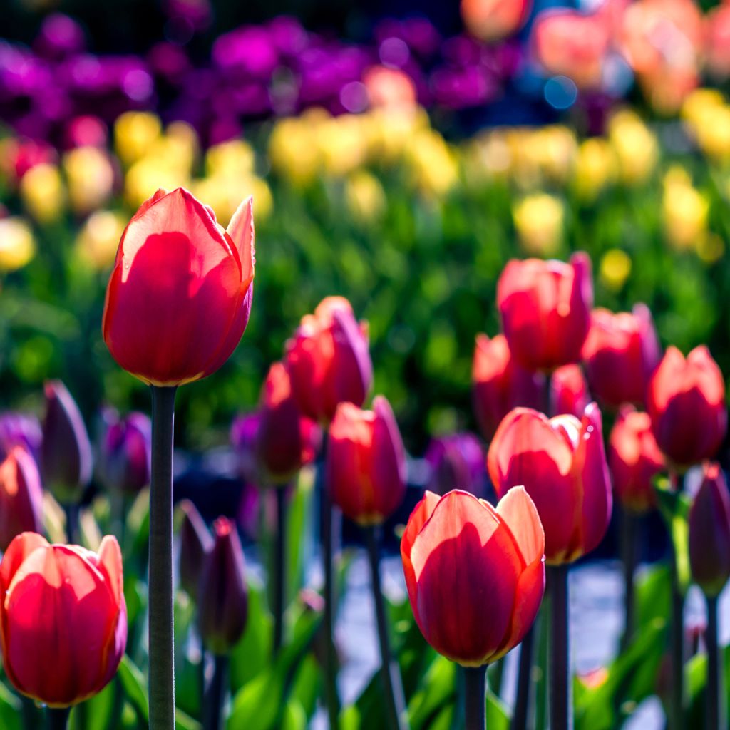 Tulipa Bastogne - Triumph Tulip