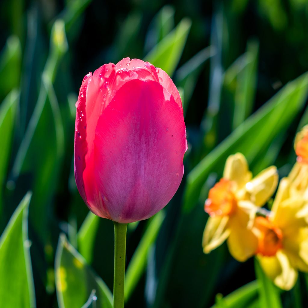 Tulipa Bastogne - Triumph Tulip