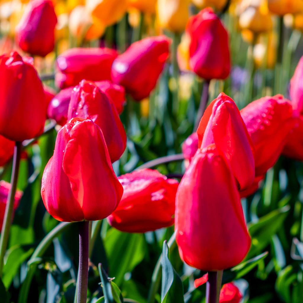 Tulipa Bastogne - Triumph Tulip