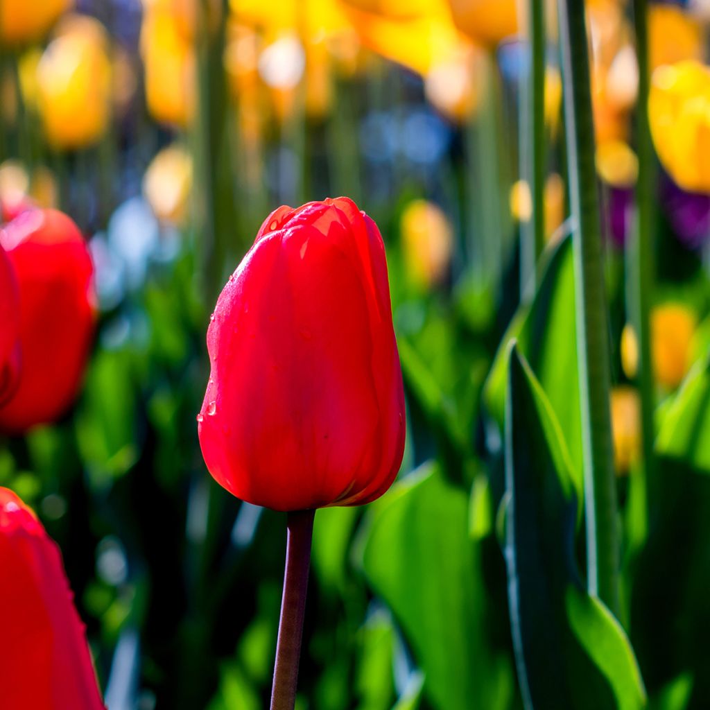 Tulipa Bastogne - Triumph Tulip