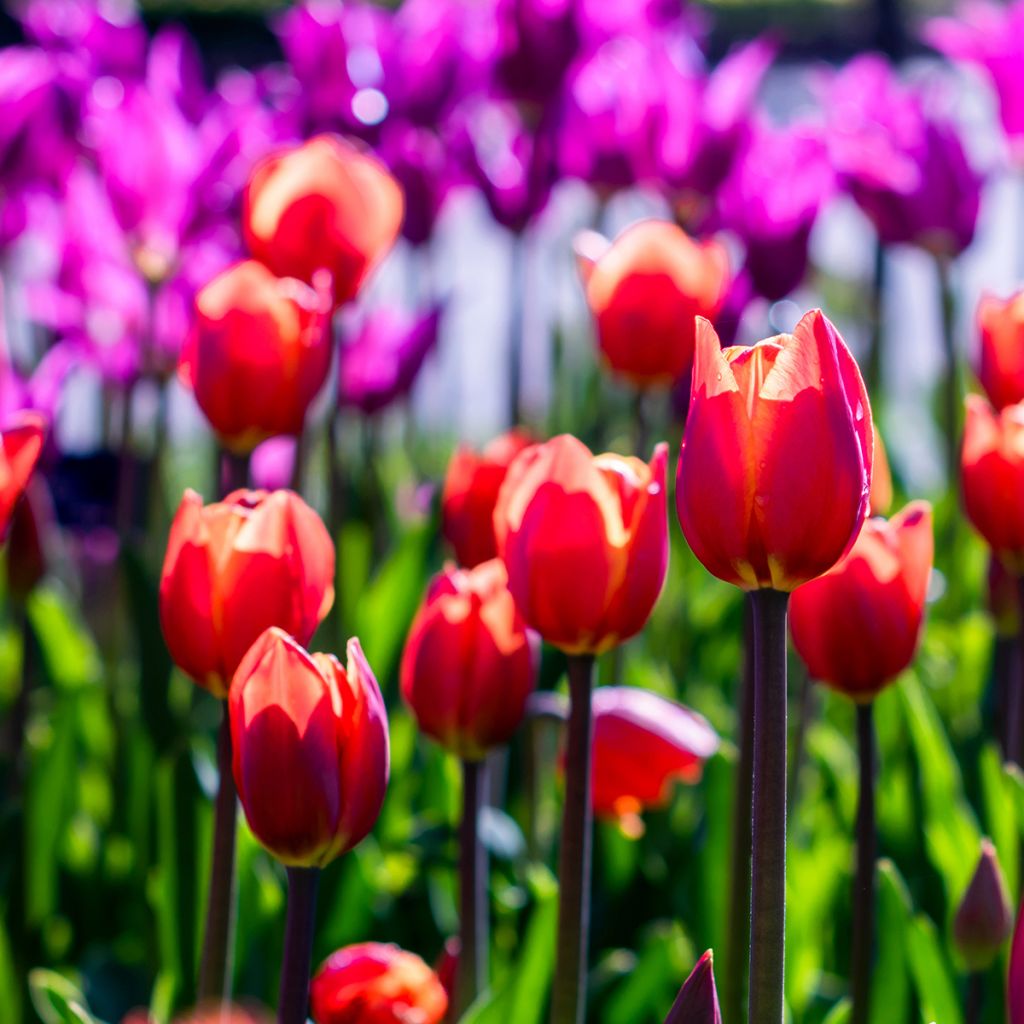 Tulipa Bastogne - Triumph Tulip