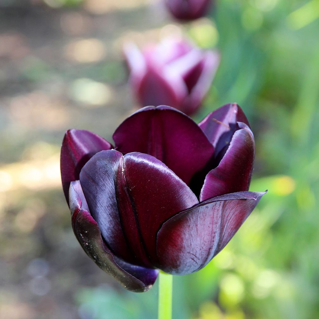 Tulipa 'Blackjack'