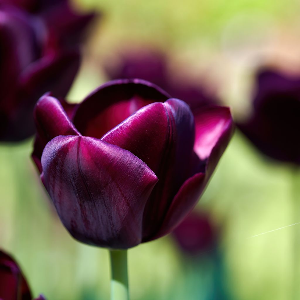 Tulipa 'Blackjack'