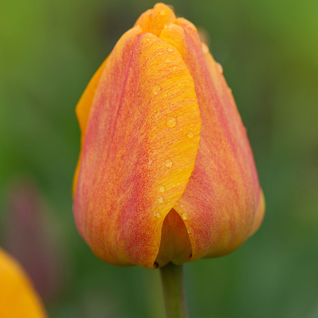 Tulipa Cairo