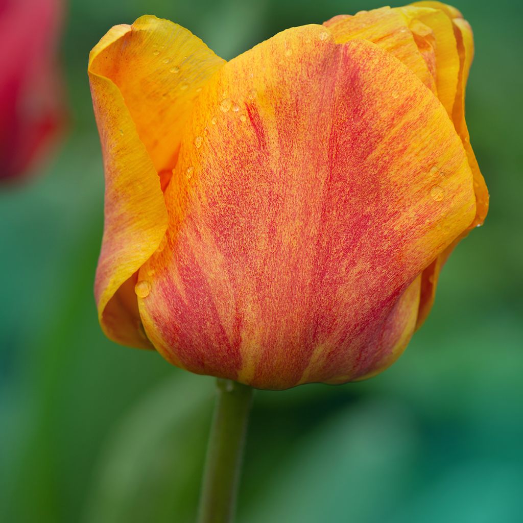 Tulipa Cairo