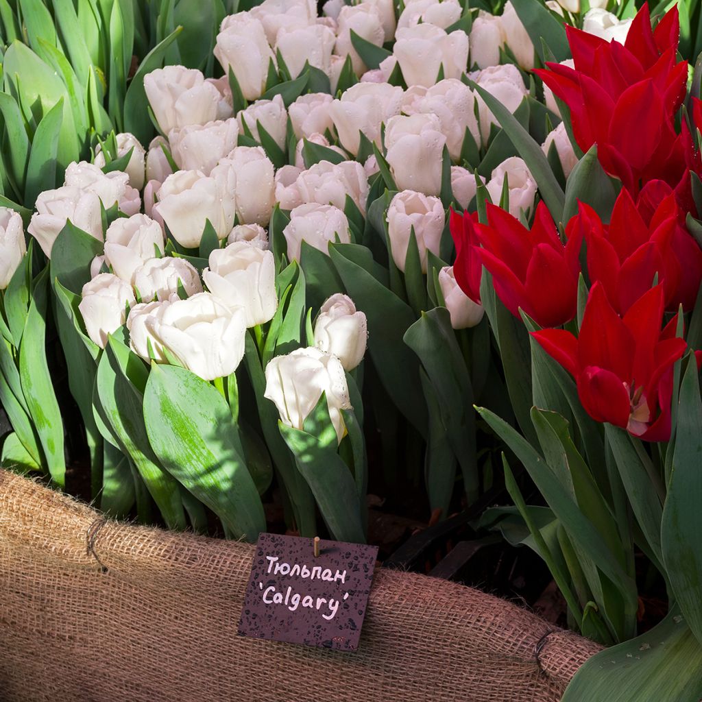 Tulipa 'Calgary'