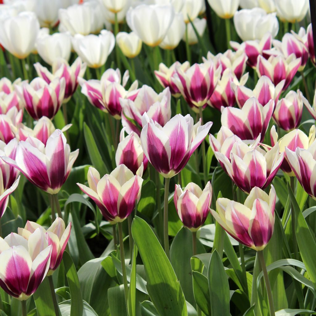 Tulipa Chansonnette - Triumph Tulip